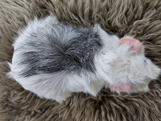 Snow - Guinea Pig Small & Furry