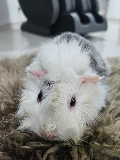 Snow - Guinea Pig Small & Furry