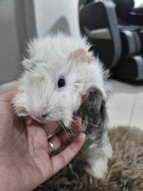 Snow - Guinea Pig Small & Furry