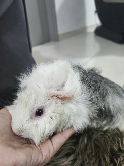 Snow - Guinea Pig Small & Furry