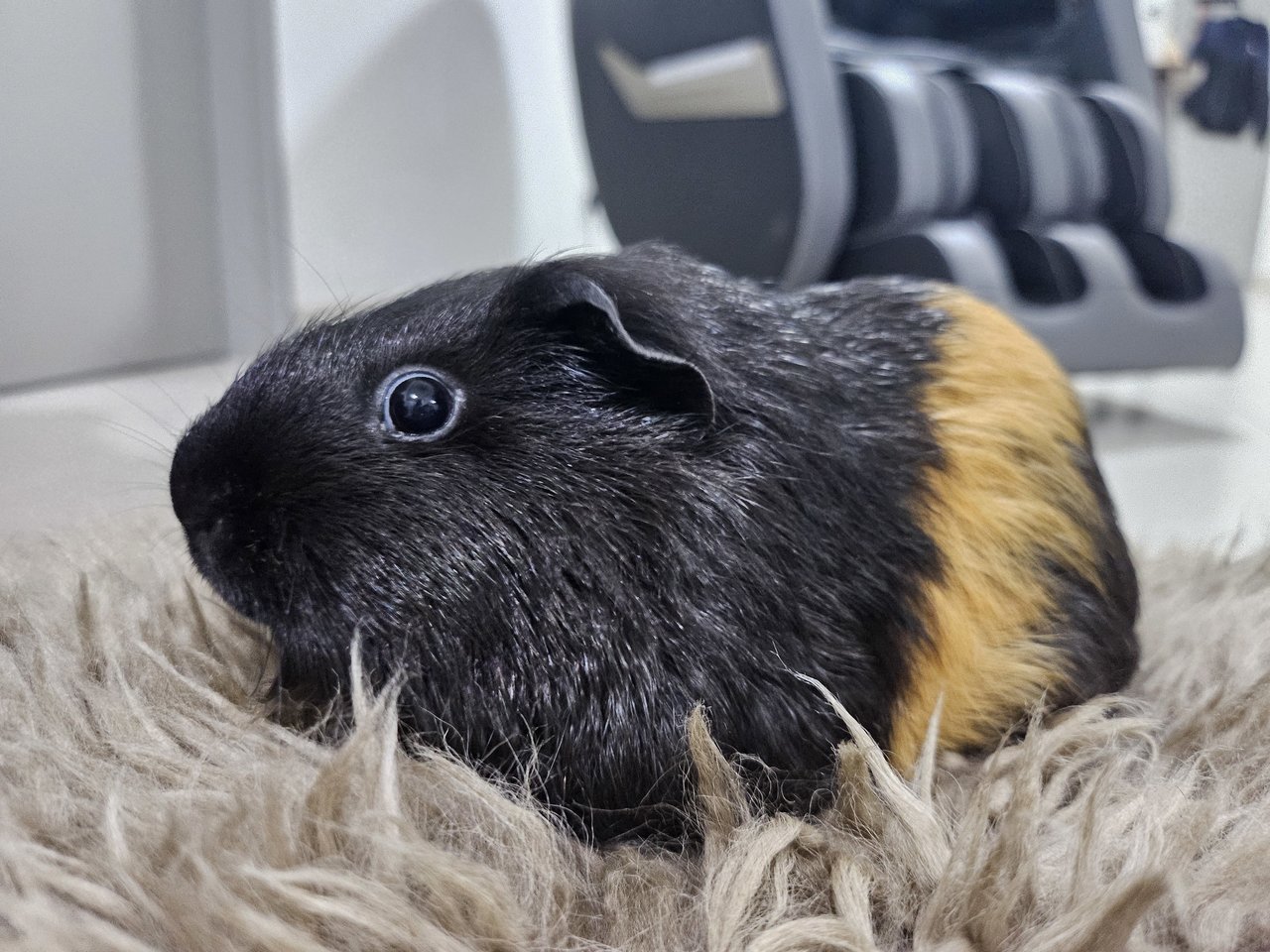 Mocha - Guinea Pig Small & Furry