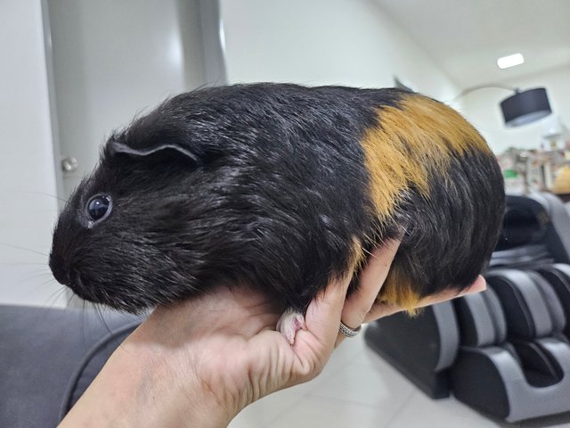 Mocha - Guinea Pig Small & Furry