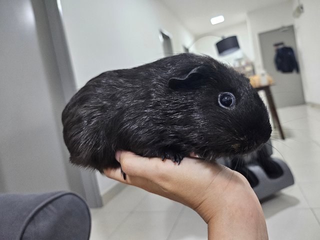 Mocha - Guinea Pig Small & Furry