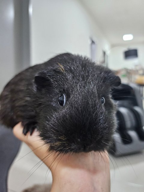 Mocha - Guinea Pig Small & Furry