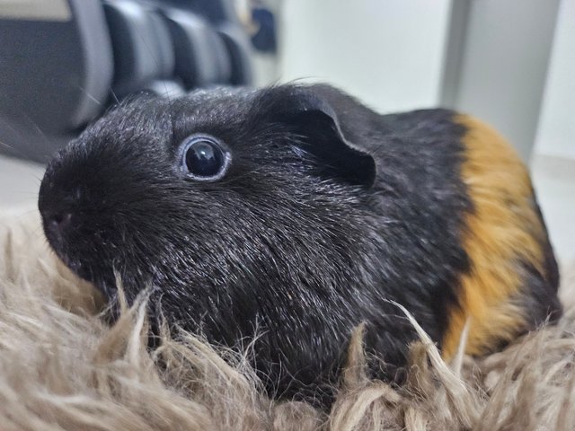 Mocha - Guinea Pig Small & Furry