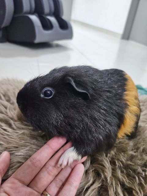 Mocha - Guinea Pig Small & Furry