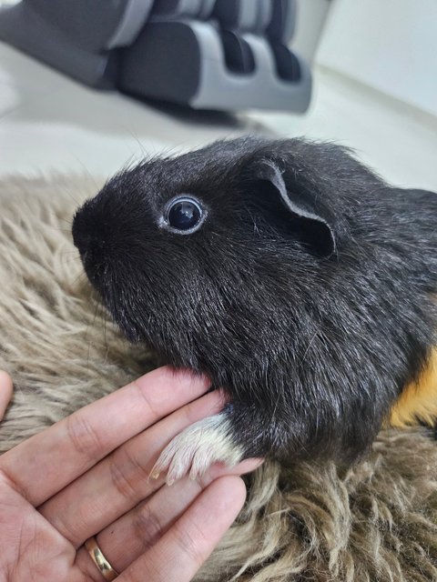 Mocha - Guinea Pig Small & Furry