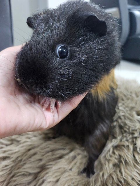 Mocha - Guinea Pig Small & Furry