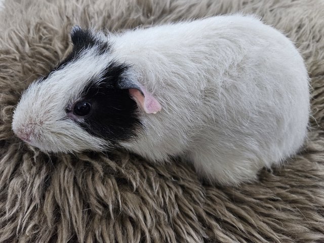 Skunk - Guinea Pig Small & Furry