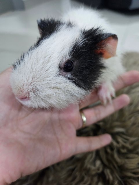 Skunk - Guinea Pig Small & Furry