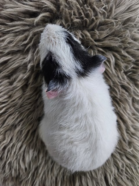 Skunk - Guinea Pig Small & Furry