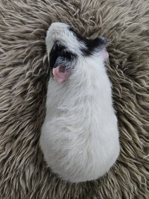 Skunk - Guinea Pig Small & Furry