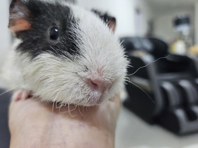 Skunk - Guinea Pig Small & Furry