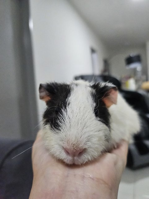 Skunk - Guinea Pig Small & Furry