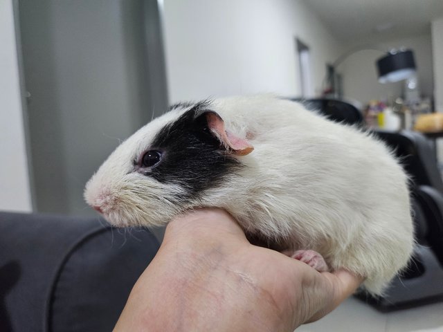 Skunk - Guinea Pig Small & Furry