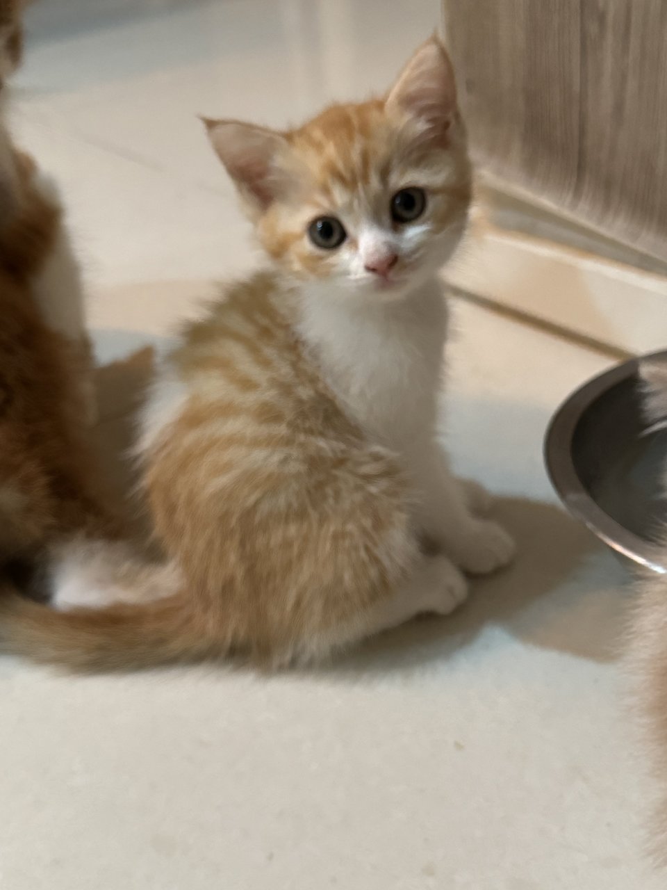 Zorro And Snowy - Persian + Siamese Cat