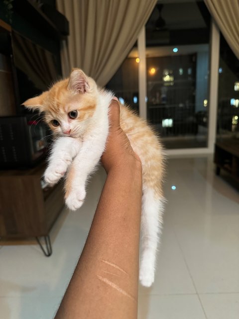 Zorro And Snowy - Persian + Siamese Cat