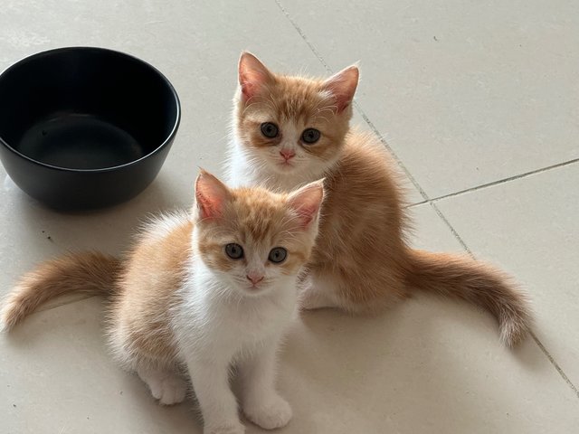 Zorro And Snowy - Persian + Siamese Cat