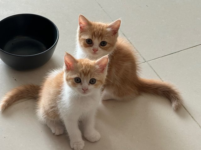 Zorro And Snowy - Persian + Siamese Cat