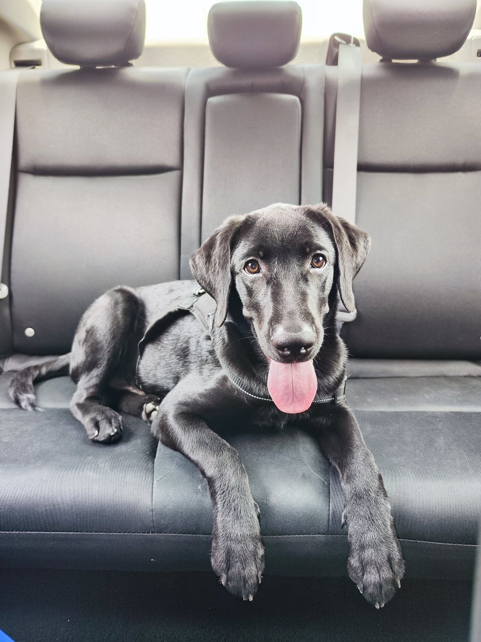 Panther - Labrador Retriever Dog