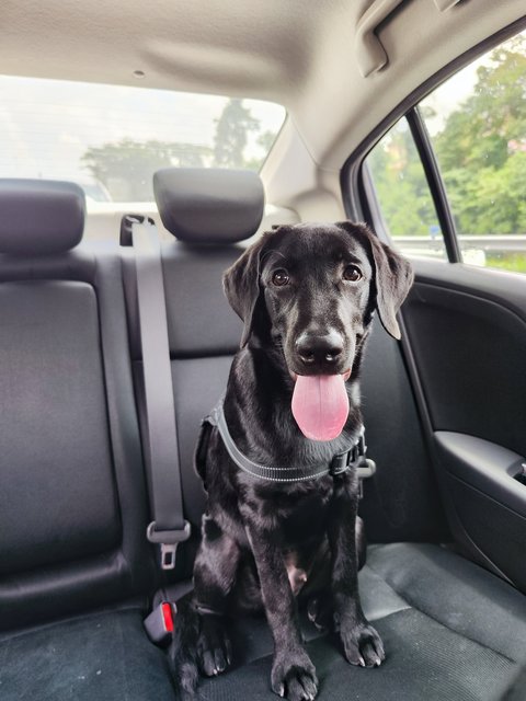 Panther - Labrador Retriever Dog