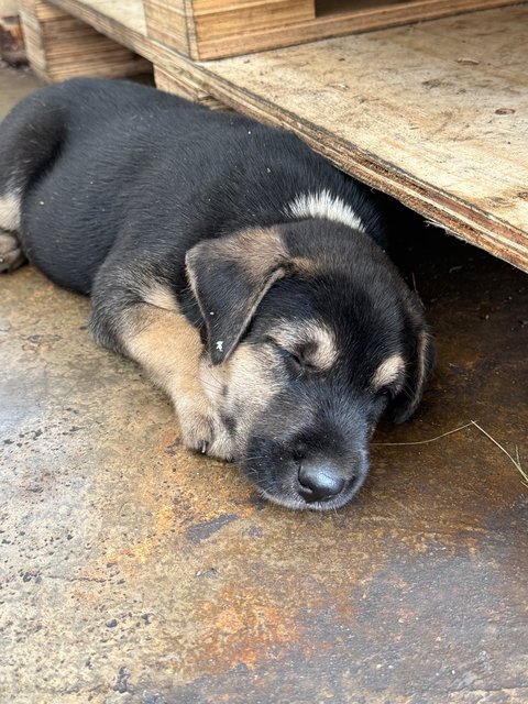 Street Dogs - Rottweiler Mix Dog