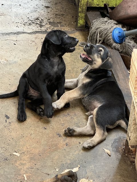 Street Dogs - Rottweiler Mix Dog