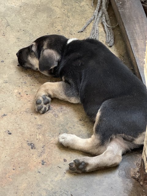 Street Dogs - Rottweiler Mix Dog