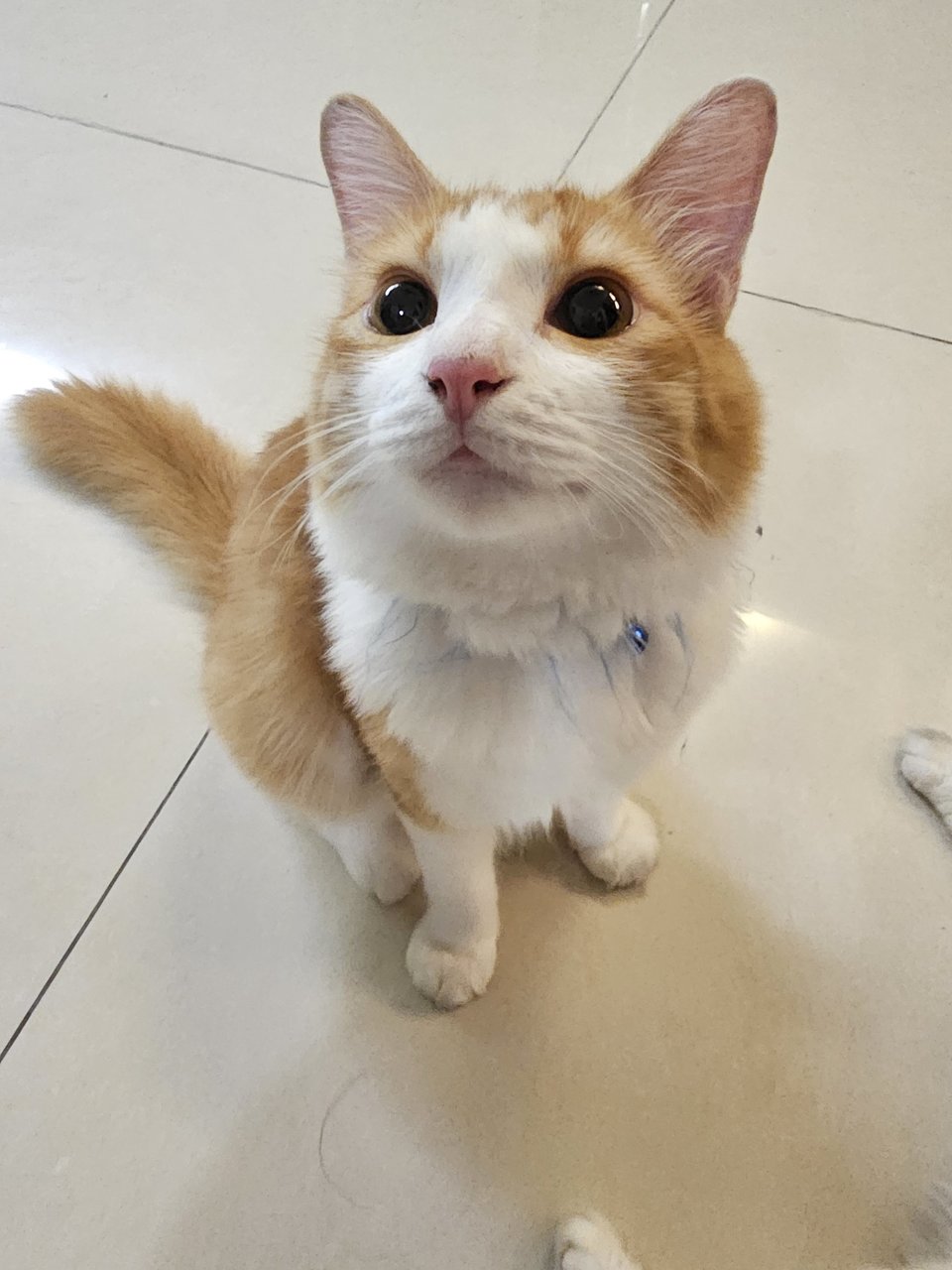 Calm, Lovable, Fluffy Boy - Domestic Medium Hair Cat