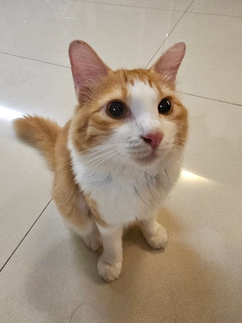 Calm, Lovable, Fluffy Boy - Domestic Medium Hair Cat