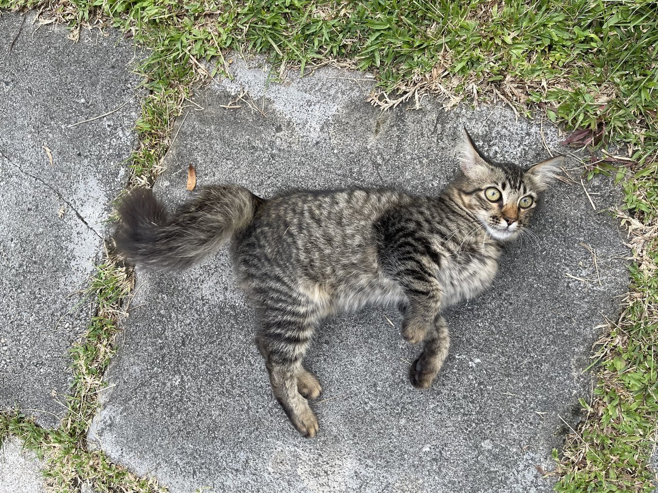 Fluffykins - Domestic Medium Hair Cat