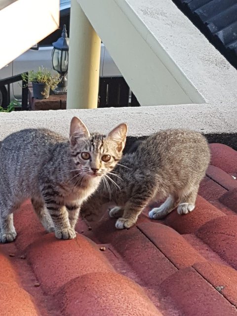 Pity-me &amp; Pee Wee - Domestic Short Hair Cat