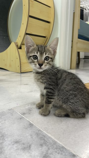 Tinky，winky - Domestic Short Hair + Tabby Cat