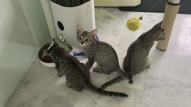 Tinky，winky - Domestic Short Hair + Tabby Cat