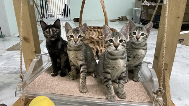 Tinky，winky - Domestic Short Hair + Tabby Cat