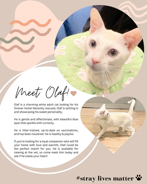 Olaf - Domestic Short Hair Cat