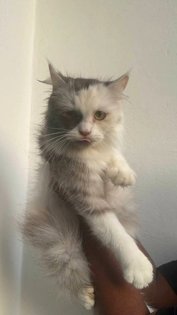 Myra  - Persian + Domestic Long Hair Cat