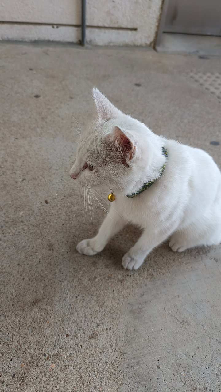 White Cat - Domestic Short Hair Cat