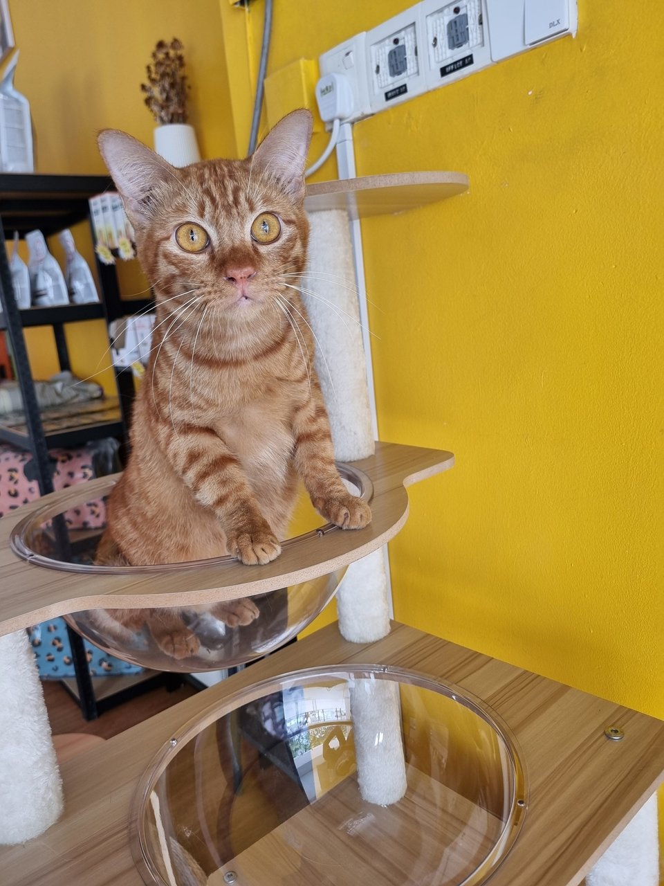 Zuro - Domestic Short Hair Cat