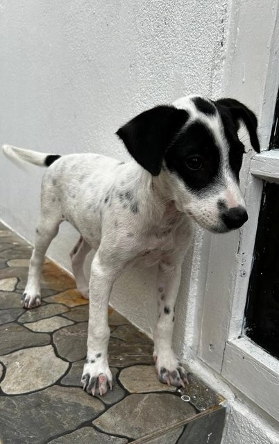 English  Pointer Mixed Dalmatian  - Dalmatian + English Pointer Dog