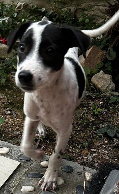 English  Pointer Mixed Dalmatian  - Dalmatian + English Pointer Dog