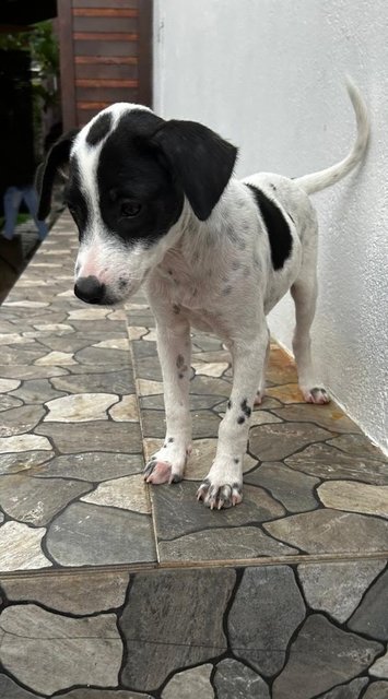 English  Pointer Mixed Dalmatian  - Dalmatian + English Pointer Dog