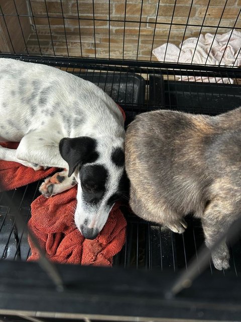 English  Pointer Mixed Dalmatian  - Dalmatian + English Pointer Dog