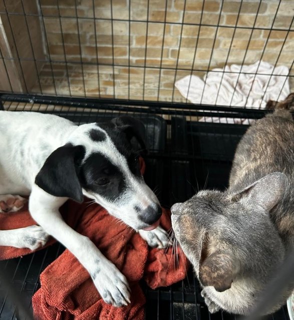 English  Pointer Mixed Dalmatian  - Dalmatian + English Pointer Dog