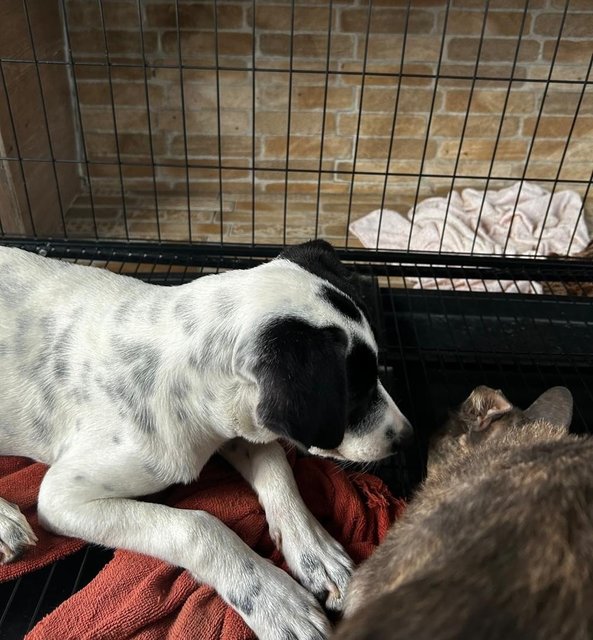 English  Pointer Mixed Dalmatian  - Dalmatian + English Pointer Dog