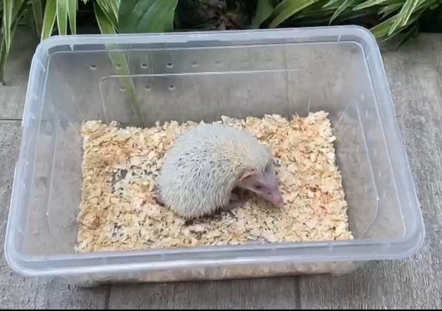 Snowy 🦔 - Hedgehog Small & Furry