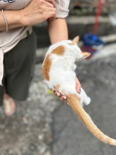 Mini - Domestic Short Hair Cat