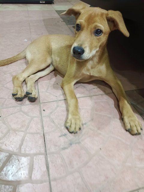 Azhagi - Mixed Breed Dog