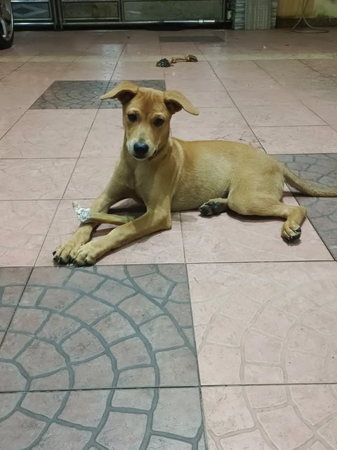 Azhagi - Mixed Breed Dog