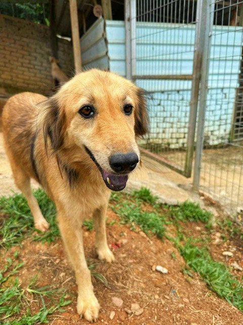 Niu Niu.  - Golden Retriever Mix Dog